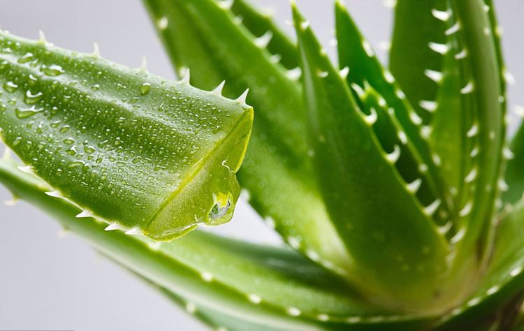 Aloe Vera Extract / Aloin cas 85507-69-3